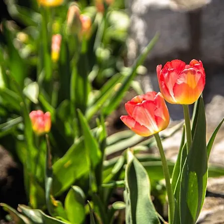 Apartment Vikendice Porodice Smiljanic *